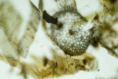 Warnstorfia fluitans