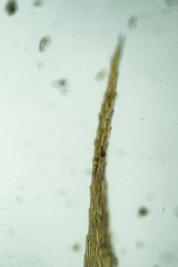 Warnstorfia fluitans