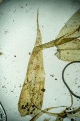 Warnstorfia fluitans