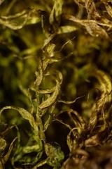 Warnstorfia fluitans