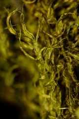 Warnstorfia fluitans