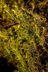 Warnstorfia fluitans