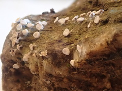 Diderma hemisphaericum