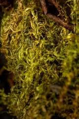 Warnstorfia fluitans