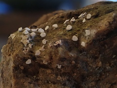 Diderma hemisphaericum