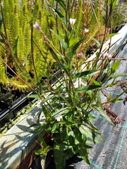 Epilobium ciliatum