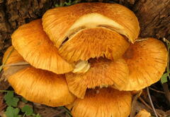 Gymnopilus junonius