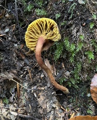 Phylloporus