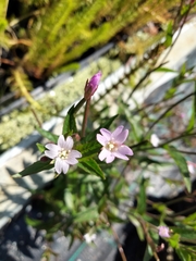 Epilobium ciliatum