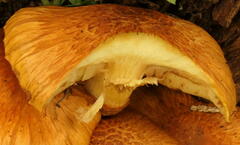 Gymnopilus junonius