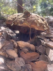 Rubroboletus eastwoodiae