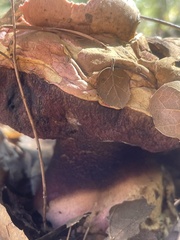 Rubroboletus eastwoodiae