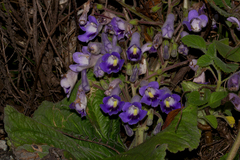 Streptocarpus wittei