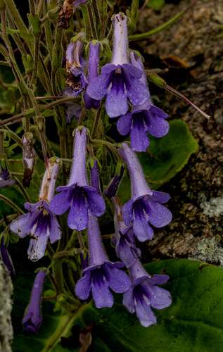Streptocarpus wittei