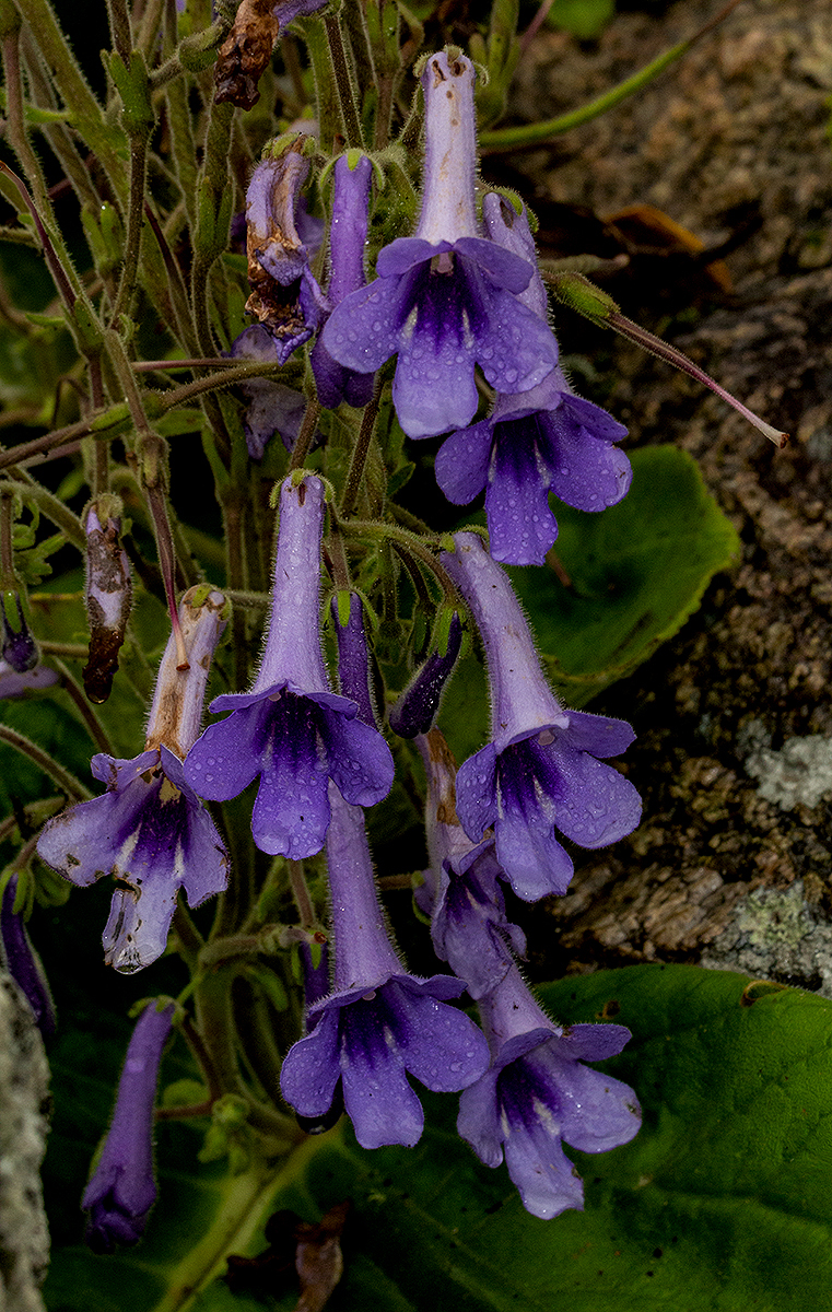 Streptocarpus wittei