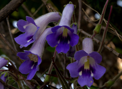 Streptocarpus wittei