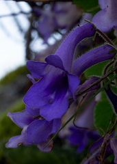Streptocarpus wittei