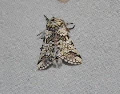 Pseudorethona albicans