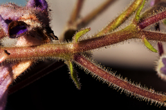 Streptocarpus wittei