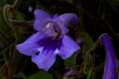 Streptocarpus wittei