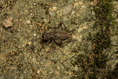 Loxoblemmus equestris