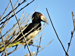 Bycanistes bucinator