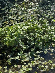 Hydrocotyle ranunculoides