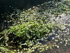 Hydrocotyle ranunculoides