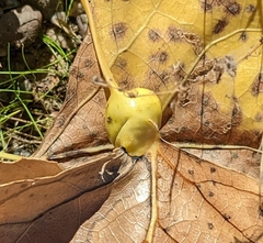 Pemphigus obesinymphae