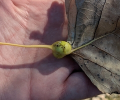 Pemphigus obesinymphae