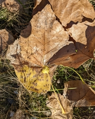 Pemphigus obesinymphae