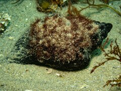 Australaria australasia