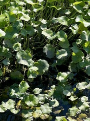 Hydrocotyle ranunculoides