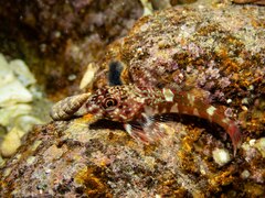 Bovichtus angustifrons