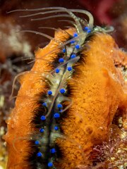 Mimachlamys asperrima