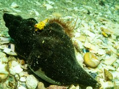 Australaria australasia