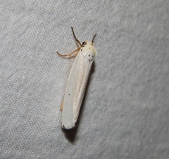 Ilemodes astriga