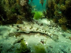 Platycephalus laevigatus