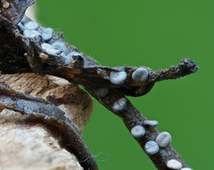 Diderma hemisphaericum