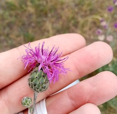 Centaurea scabiosa apiculata