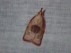 Enchocrates glaucopis