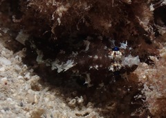 Scorpaenidae