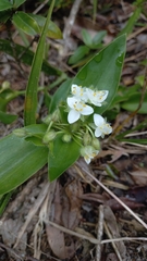 Tradescantia catharinensis