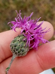 Centaurea scabiosa apiculata