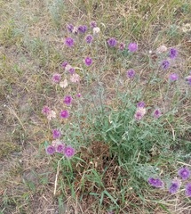 Centaurea scabiosa apiculata