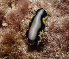 Pseudoceros paralaticlavus