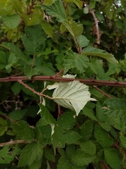 Rubus armeniacus