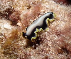 Pseudoceros paralaticlavus