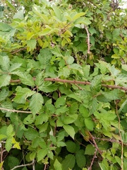 Rubus armeniacus