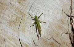 Schistocerca shoshone